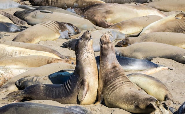 Elephant Seal Watching in Los Angeles - Best Season