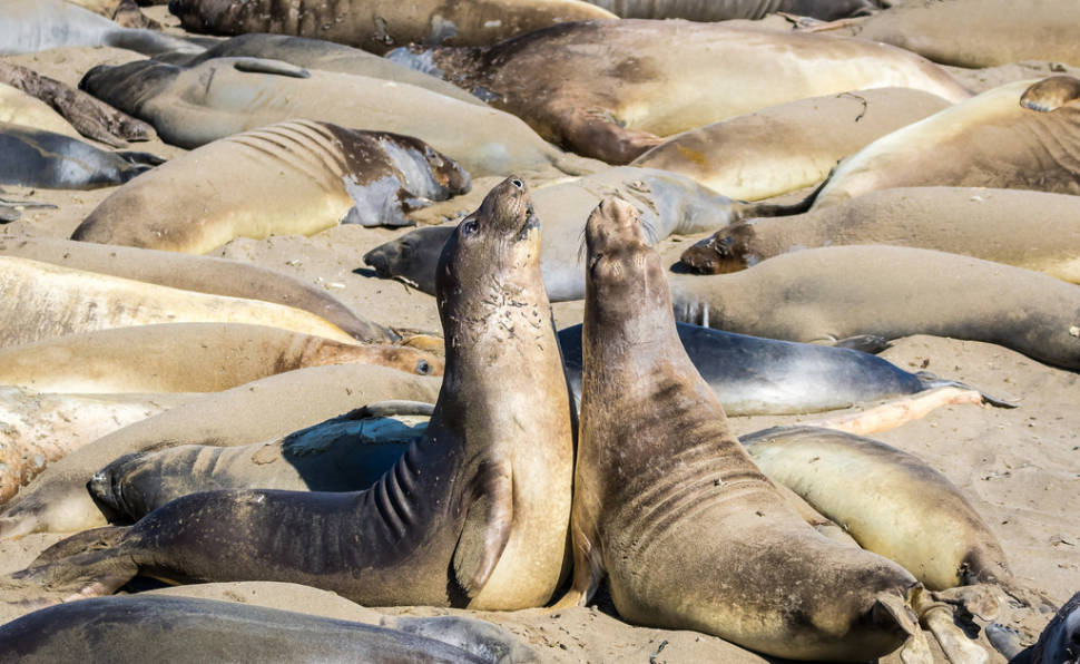 Elephant Seal Watching in Los Angeles - Best Season