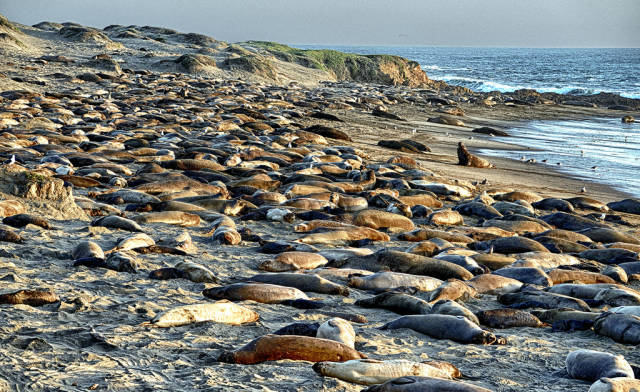 Elephant Seal Watching in Los Angeles - Best Time