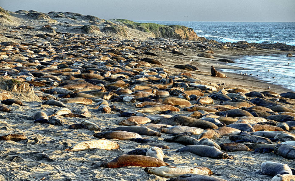 Elephant Seal Watching in Los Angeles - Best Time