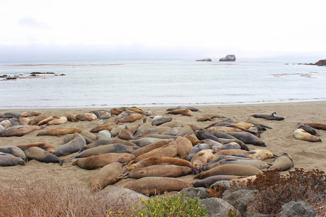 Best time to see Elephant Seal Watching