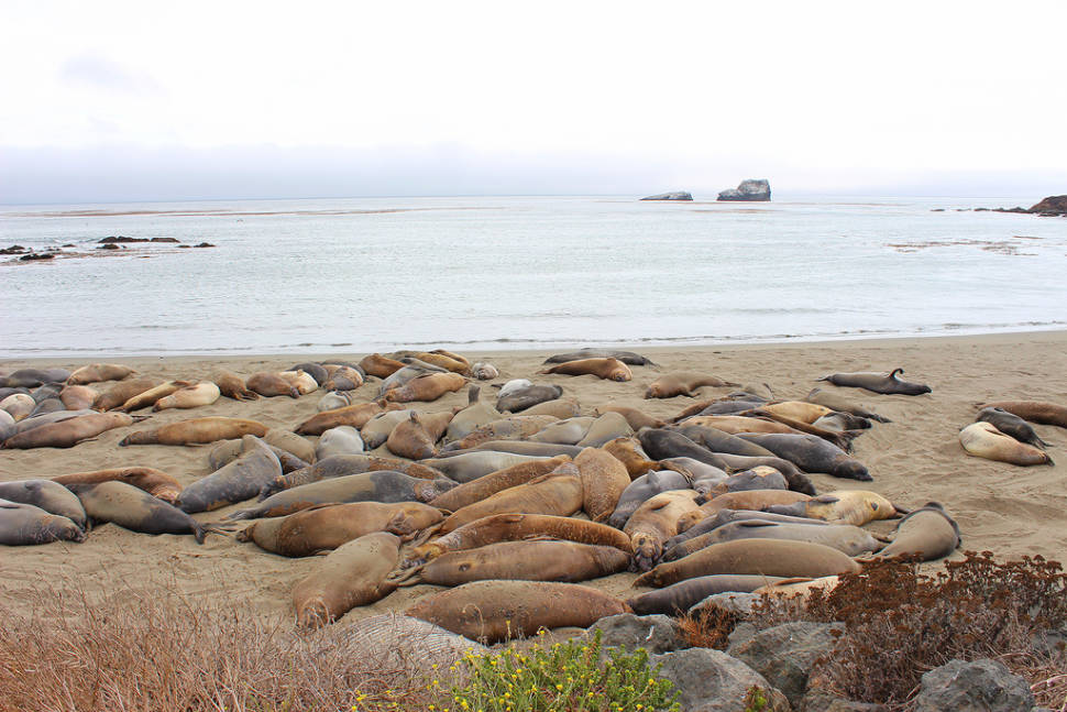 Best time to see Elephant Seal Watching