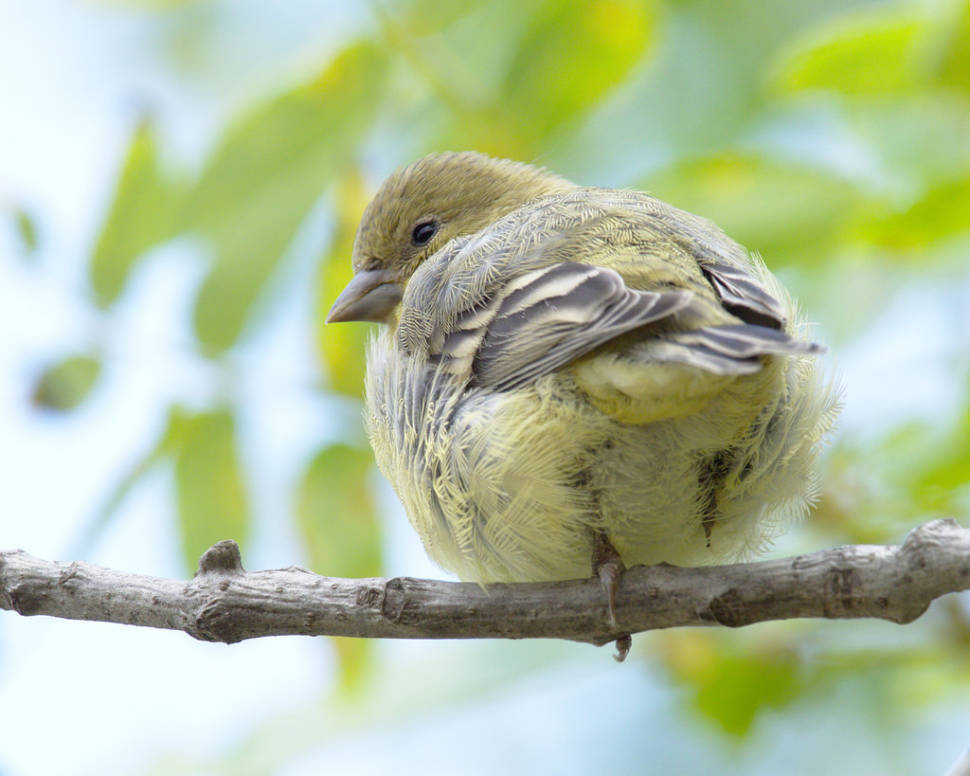 Birdwatching in Ernest E. Debs Park in Los Angeles - Best Season