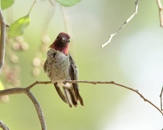 Head-On Hummingbird