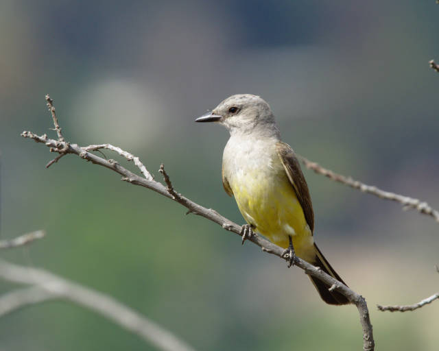 Birdwatching in Ernest E. Debs Park in Los Angeles - Best Time