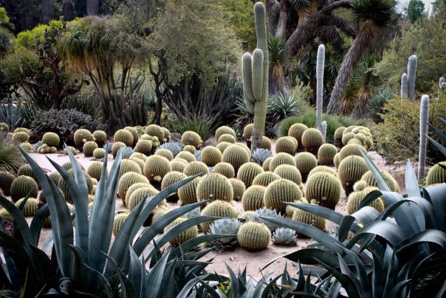 Huntington Library - Desert Garden