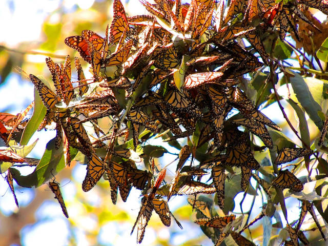 Best time for Goleta Monarch Butterfly Grove in Los Angeles