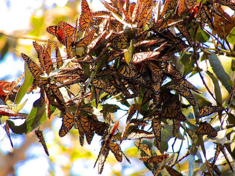 Best time for Goleta Monarch Butterfly Grove in Los Angeles