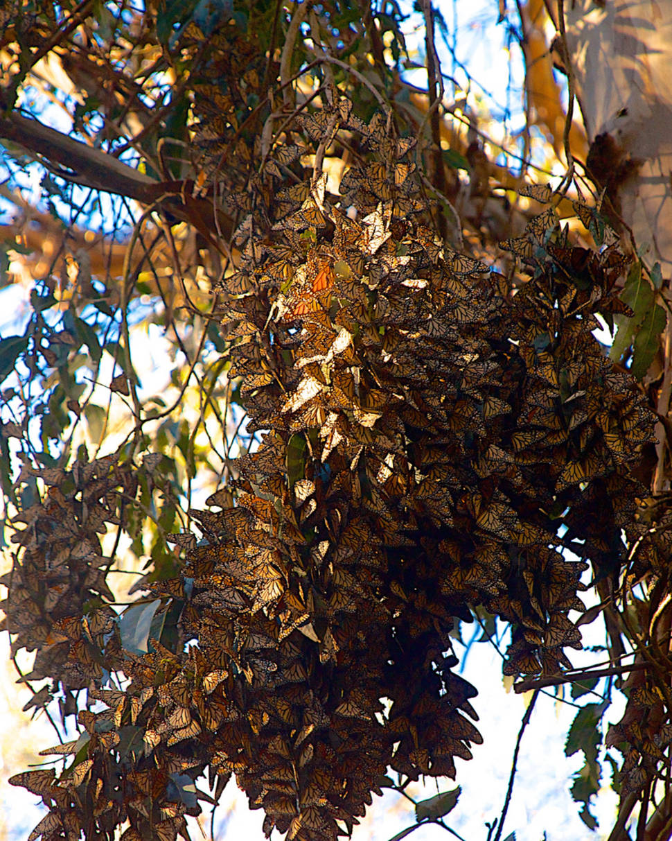 Goleta Monarch Butterfly Grove in Los Angeles - Best Season