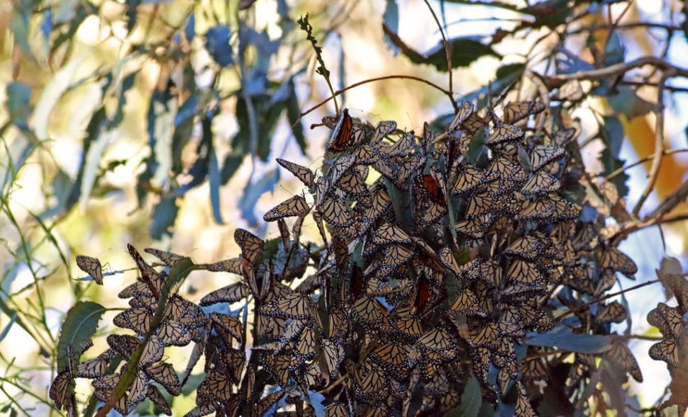 Best time to see Goleta Monarch Butterfly Grove in Los Angeles