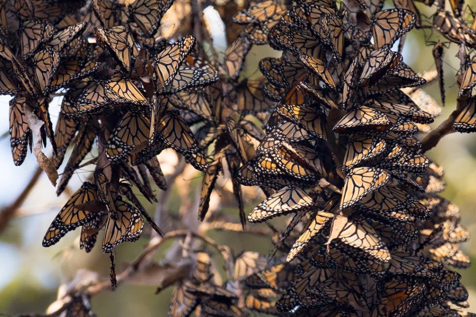 Goleta Monarch Butterfly Grove in Los Angeles - Best Time