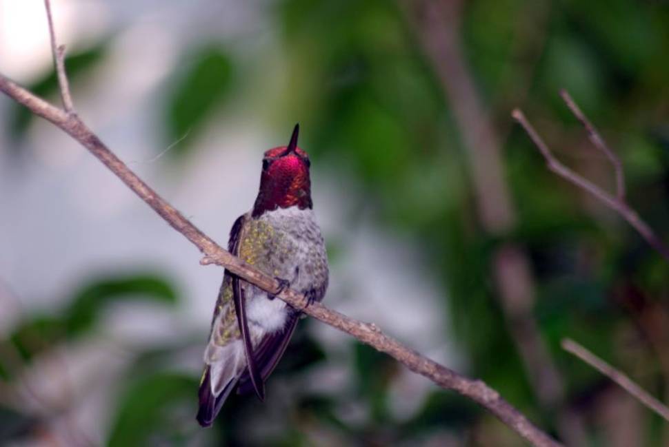 Anna Hummingbird showing its ruby throat