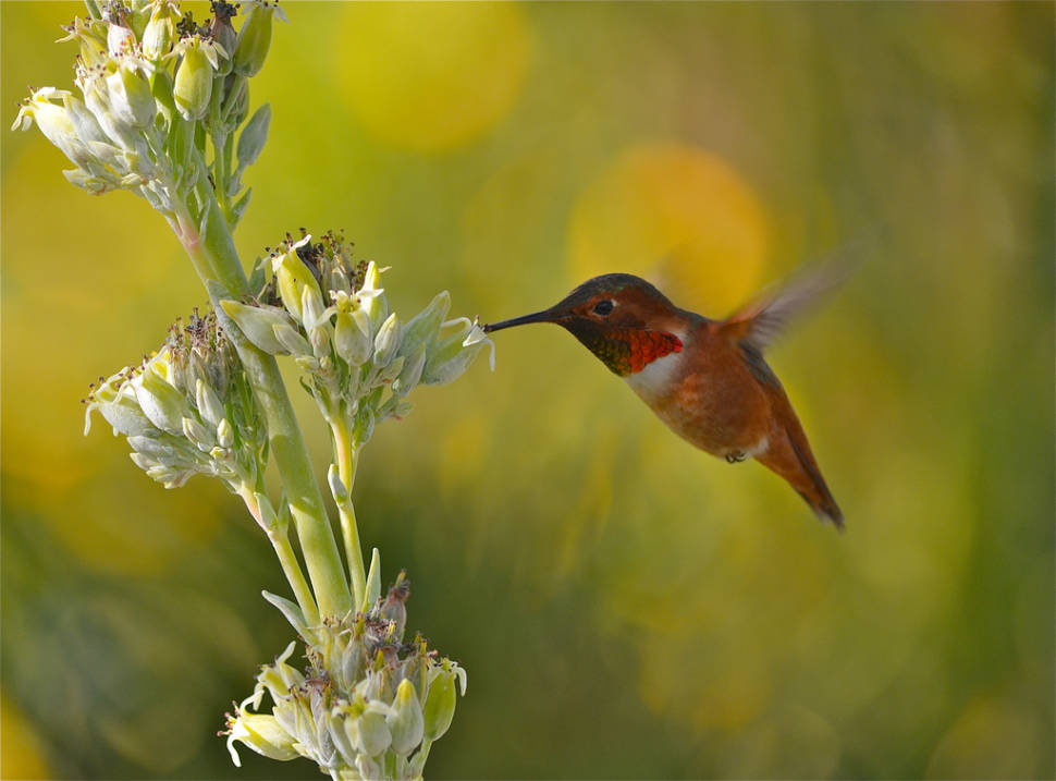 Hummingbirds in Los Angeles - Best Time