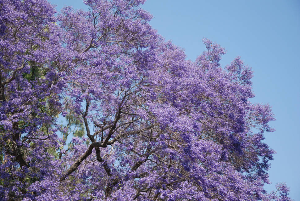 Jacarandas in Bloom in Los Angeles - Best Season