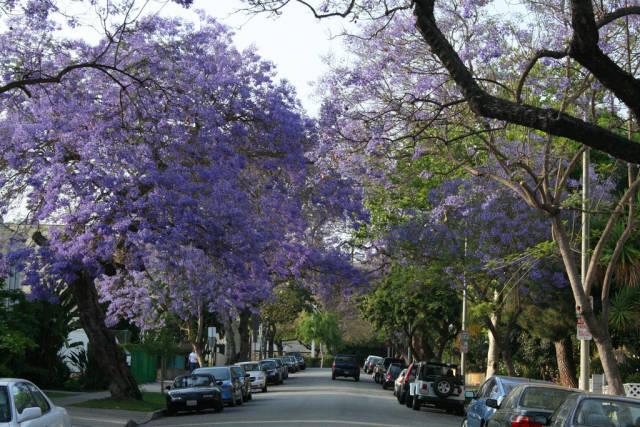 Jacarandas in Bloom in Los Angeles - Best Time