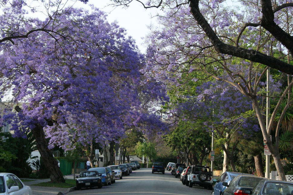 Jacarandas in Bloom in Los Angeles - Best Time