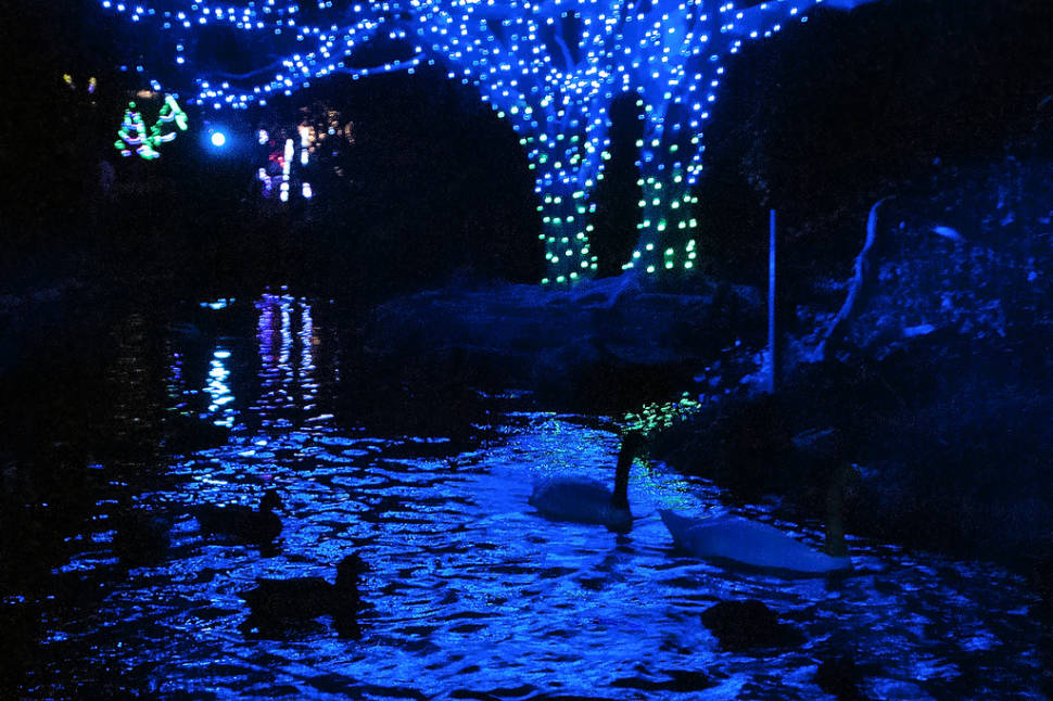 Swan pond at the L.A. Zoo, illuminated for the holidays.