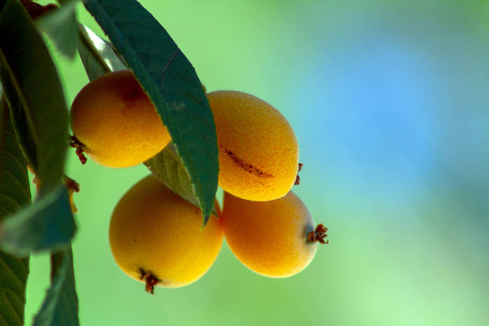 Loquat Season in Los Angeles - Best Season