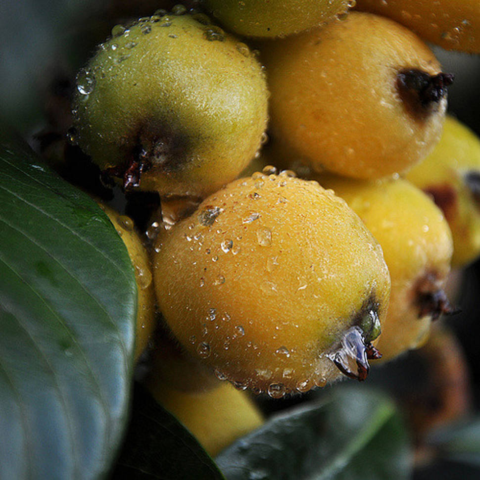 Loquat Season in Los Angeles - Best Time