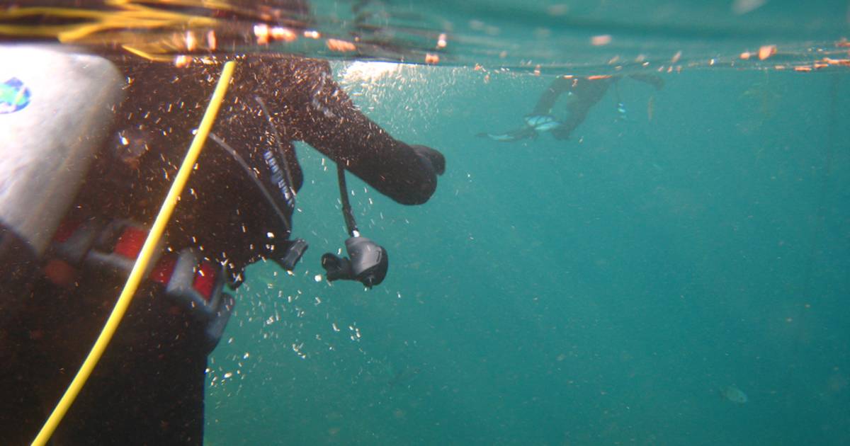 Diving around Santa Catalina Island in Los Angeles - Best Time
