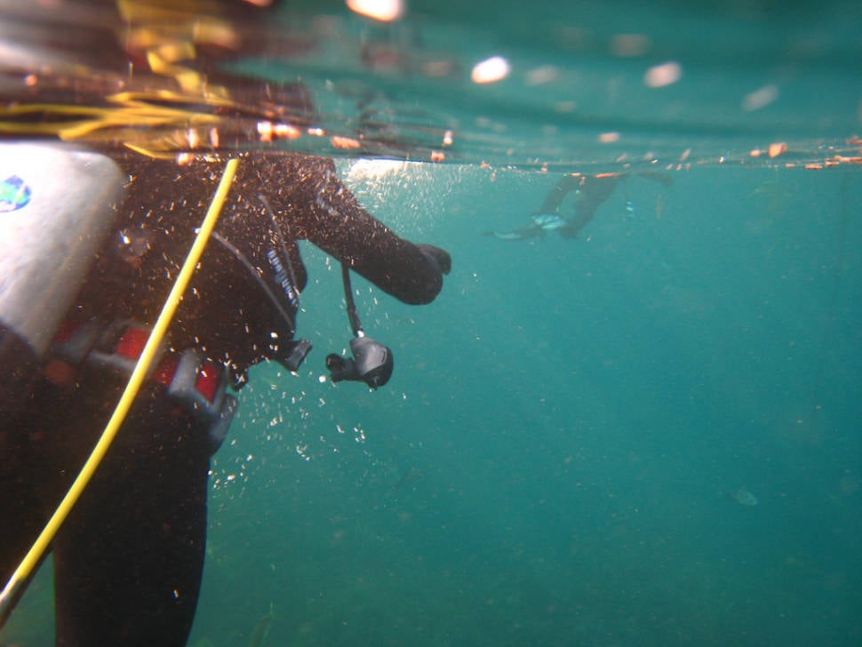 Diving around Santa Catalina Island in Los Angeles - Best Time