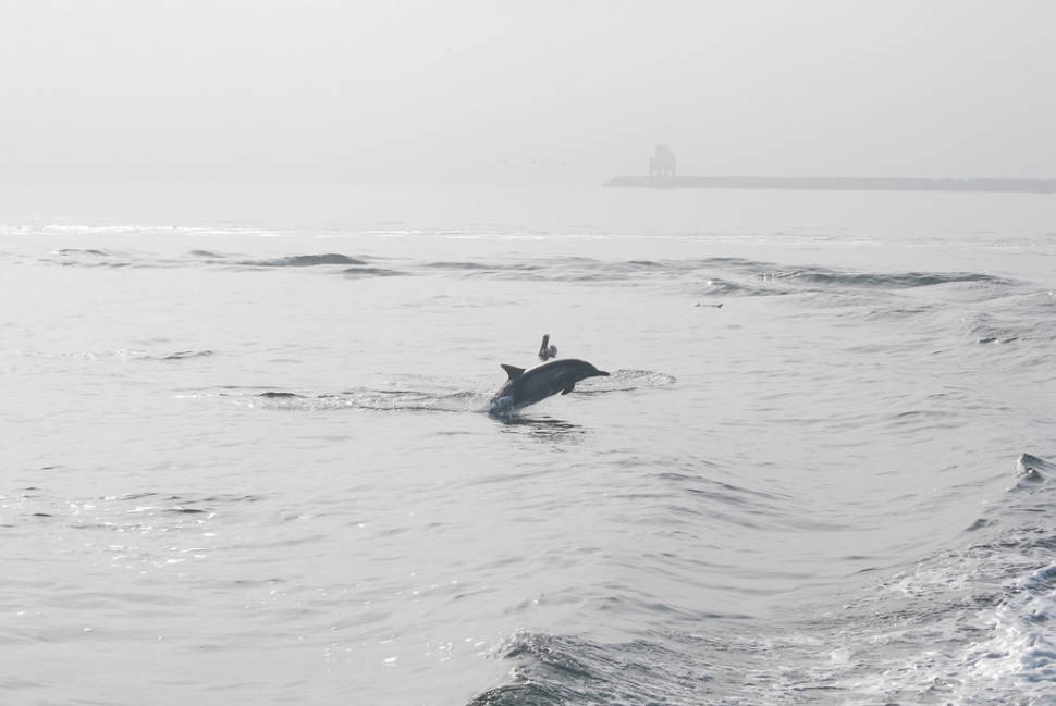 Whale and Dolphin Watching in Los Angeles - Best Season
