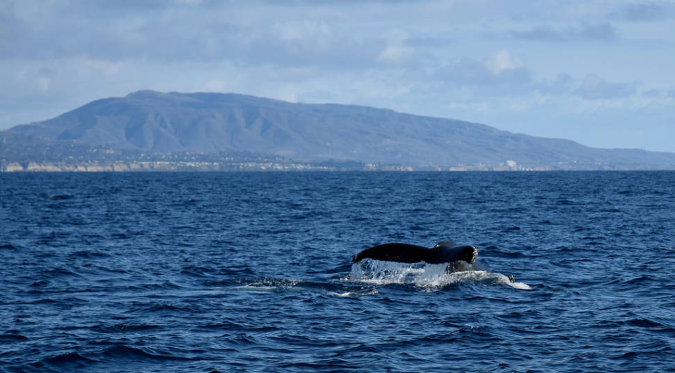 Best time for Whale and Dolphin Watching in Los Angeles