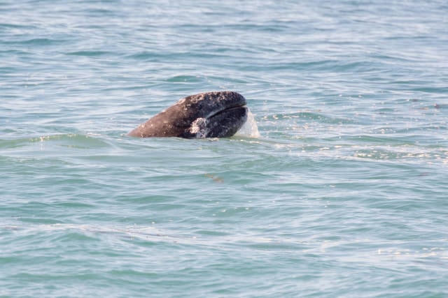 Gray Whale along its northbound migration hugging the California coastline, USA.