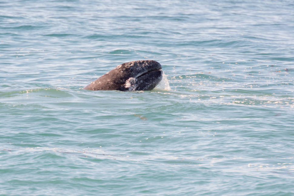 Gray Whale along its northbound migration hugging the California coastline, USA.