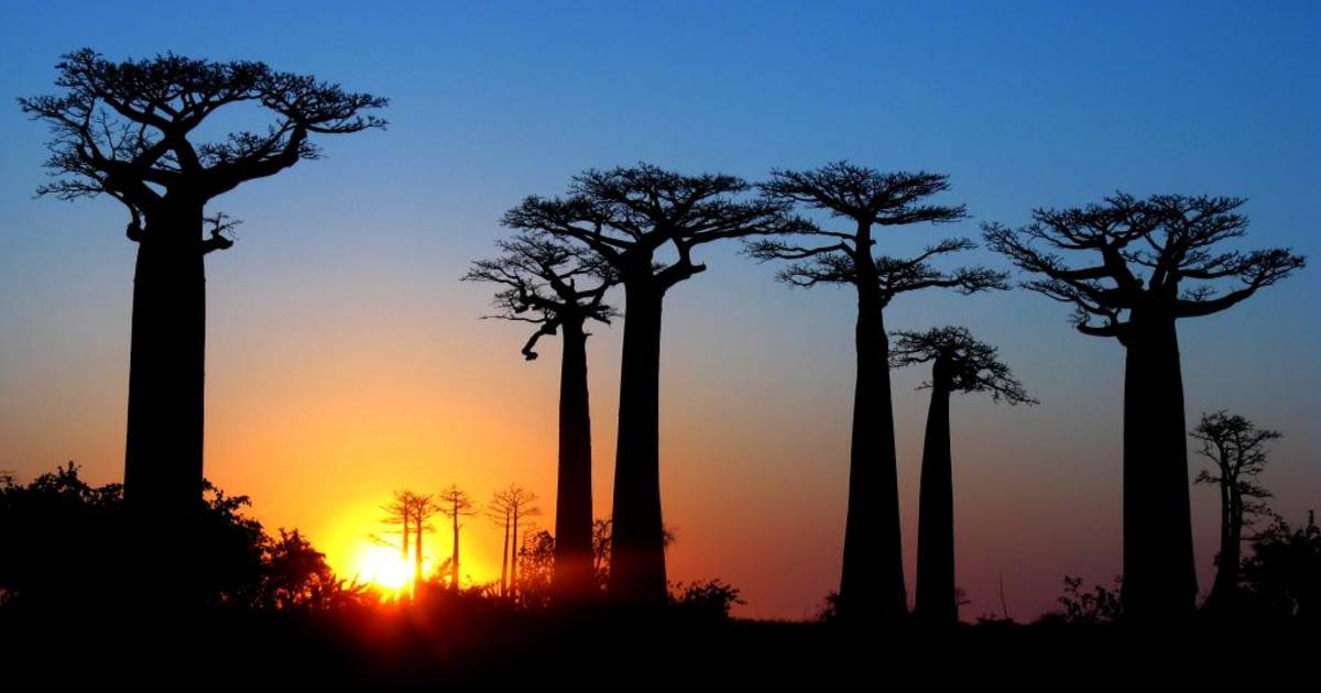 Best Time to See Avenue of