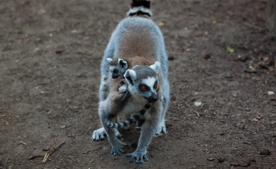Best time for Baby Lemurs in Madagascar