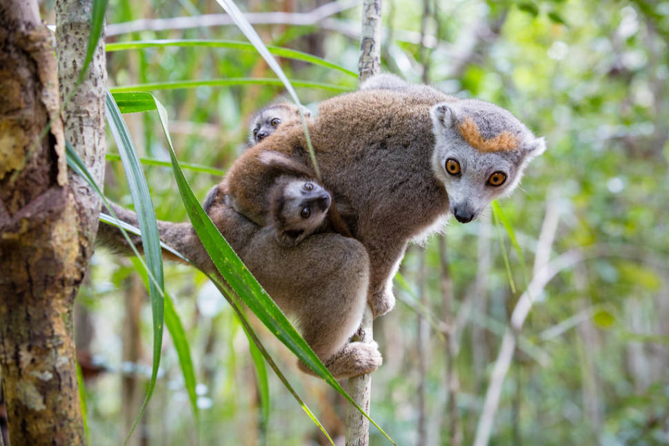 Baby Lemurs in Madagascar - Best Season