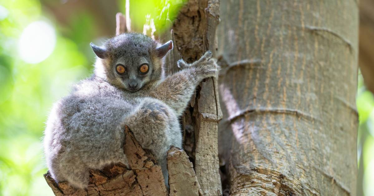 Baby Lemurs in Madagascar - Best Time