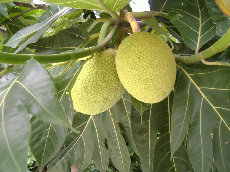 Breadfruits Season in Madagascar - Best Time