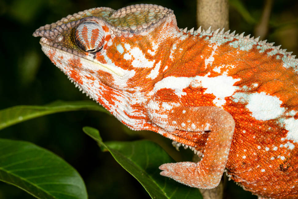 Chameleons in Madagascar - Best Season