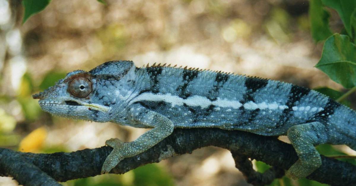 Chameleons in Madagascar - Best Time