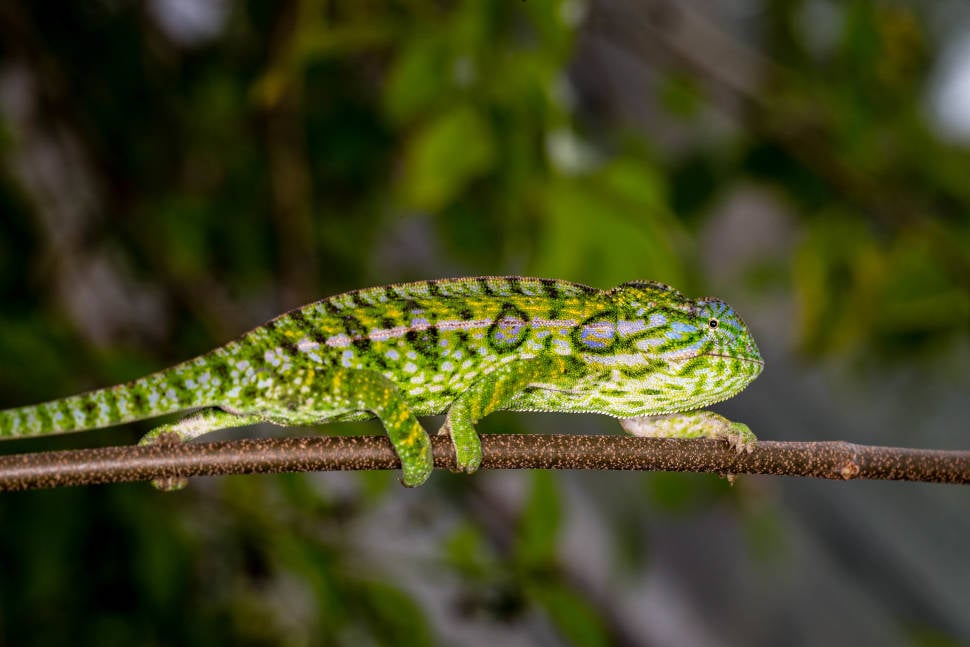Best time for Chameleons in Madagascar