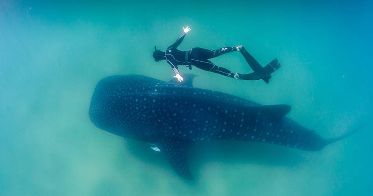 Diving in Madagascar - Best Time