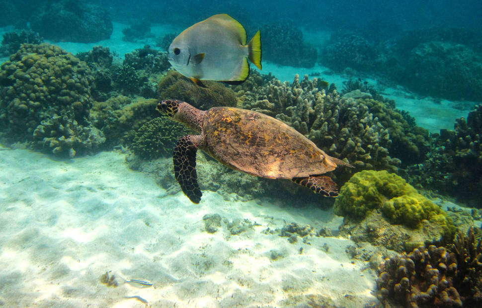 Diving in Madagascar - Best Season