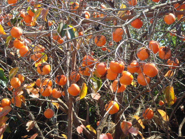 Exotic Fruits Season in Madagascar - Best Time