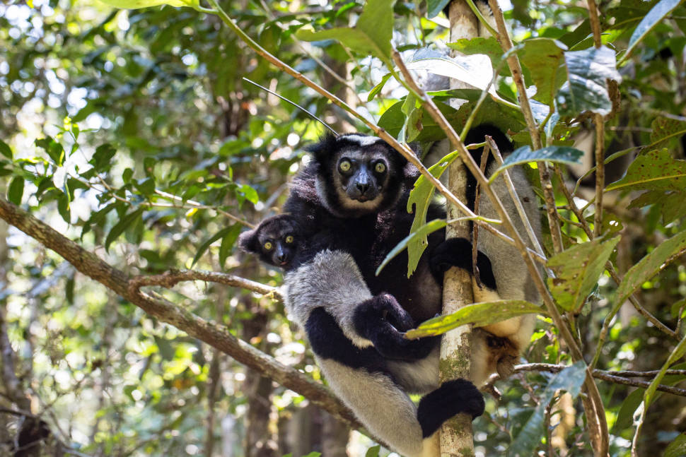 Indri Lemur in Madagascar - Best Season