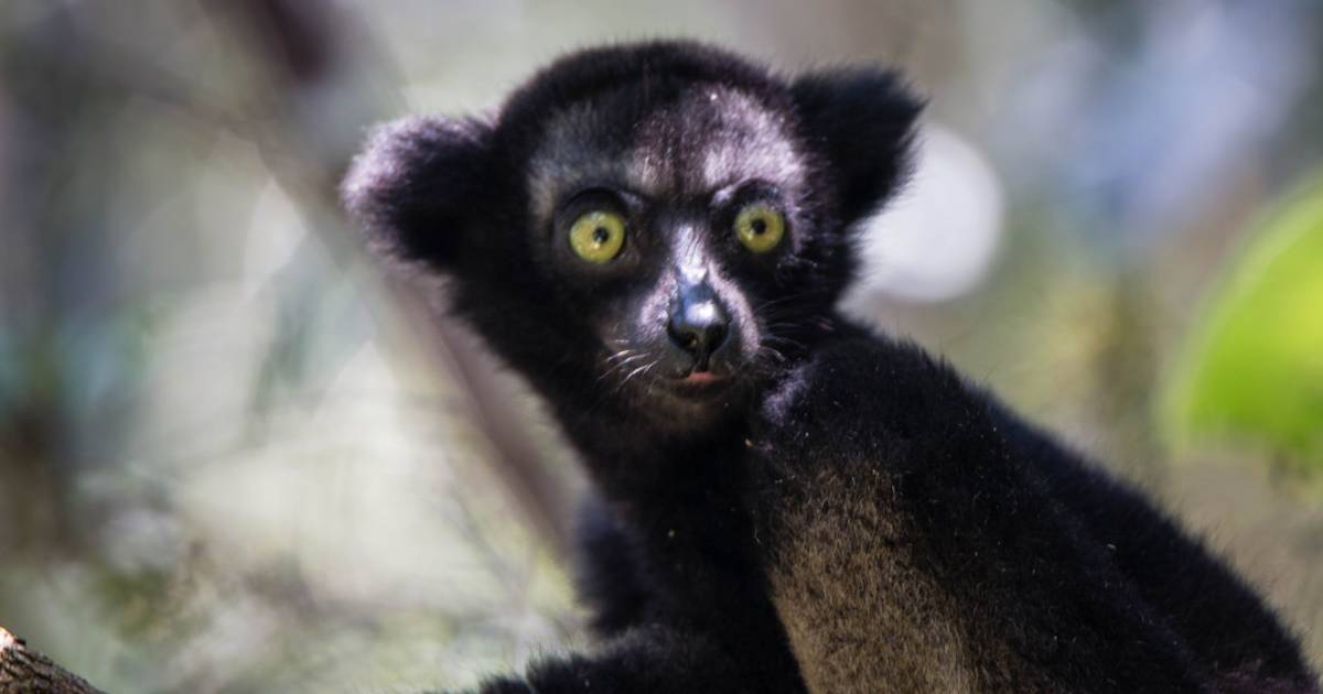 Indri Lemur in Madagascar - Best Time