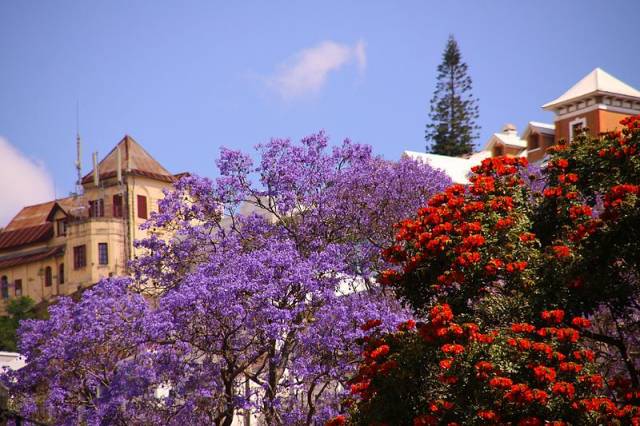 Jacaranda Tree in Madagascar - Best Time