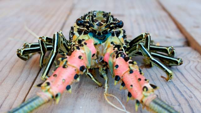 Lobster Season in Madagascar - Best Time