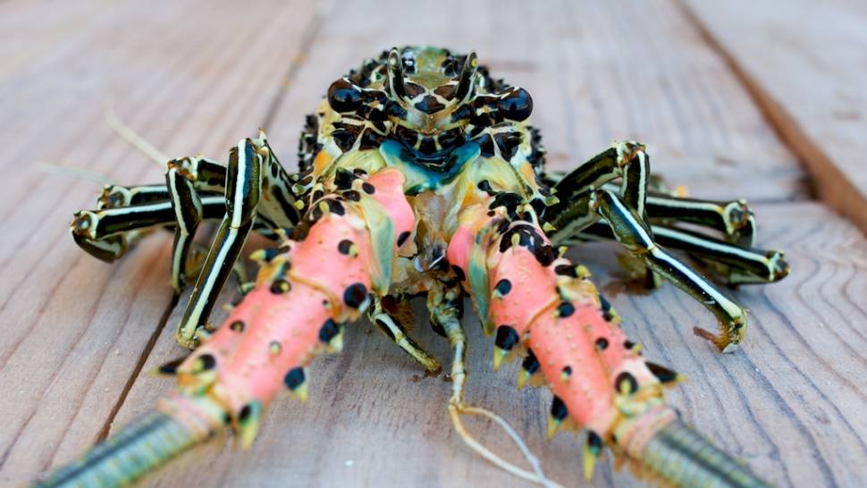 Lobster Season in Madagascar - Best Time