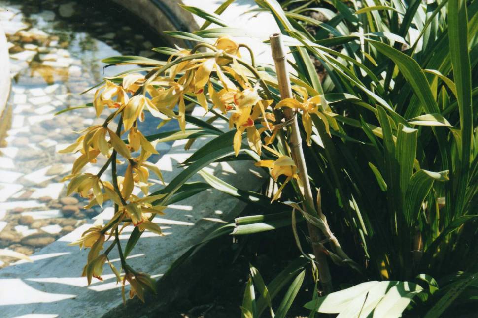 Orchids Spotting in Madagascar - Best Season