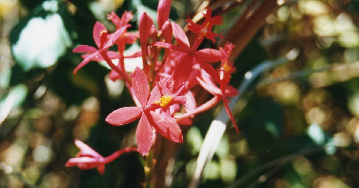 Orchids Spotting in Madagascar - Best Time
