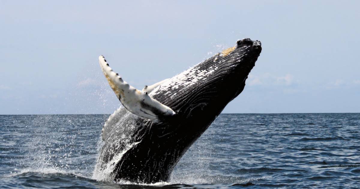Whale Watching in Madagascar - Best Time