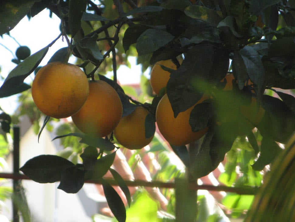 Citrus Season and Special Cake in Madeira - Best Time