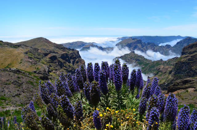 Echium or Pride of Madeira in Madeira - Best Season